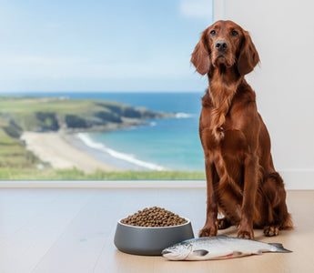 Irish Fish Based Dog Food: The 2026 Premium Buying Guide