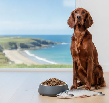 Irish Fish Based Dog Food: The 2026 Premium Buying Guide