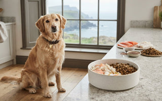 Is a Fish-Only Diet Healthy for Dogs? Which Fish Are Safe