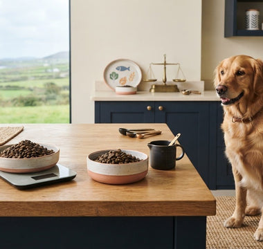 Is Expensive Dog Food Worth the Money? How to Judge Value in 2026