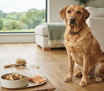 Labrador Shedding: How Much Is Normal and What Diet Helps