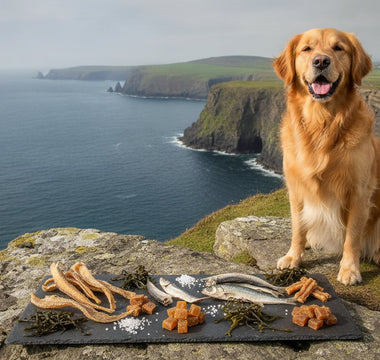 Natural Fish Dog Treats Ireland: The Ultimate Buyer’s Guide to Healthy Rewards