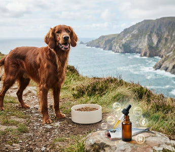 Omega 3 Fish Oil for Dogs: 2026 Canine Health Guide