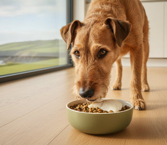 Poultry-Free Dog Food in Ireland: Debunking the Chicken Myth for Sensitive Paws