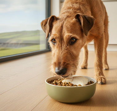 Poultry-Free Dog Food in Ireland: Debunking the Chicken Myth for Sensitive Paws