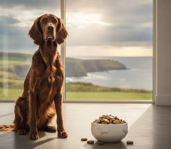 Premium Dog Food Ireland: The 2026 Guide to Superior Canine Nutrition