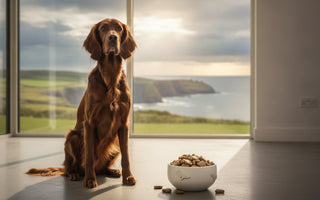 Premium Dog Food Ireland: The 2026 Guide to Superior Canine Nutrition