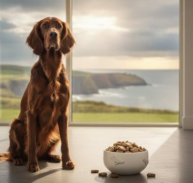 Premium Dog Food Ireland: The 2026 Guide to Superior Canine Nutrition