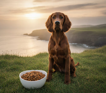 Puppy Food Ireland: Fish-Based Nutrition for Growth
