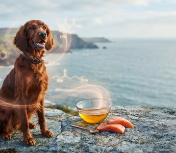 Salmon Oil for Dogs: The 2026 Guide to Omega-3 Vitality