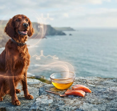 Salmon Oil for Dogs: The 2026 Guide to Omega-3 Vitality