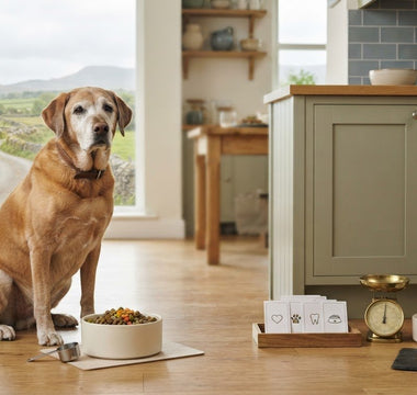 Signs Your Senior Dog Needs a Diet Change: A Practical Checklist