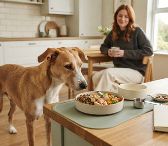 Ways to Manage a Picky Eater Dog’s Meals