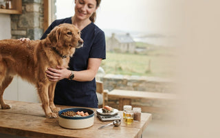 What to Feed a Dog with Flaky Skin: A Practical Nutrition Guide