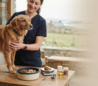 What to Feed a Dog with Flaky Skin: A Practical Nutrition Guide