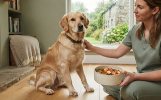 Why Dogs Are Allergic to Chicken and What Foods May Suit Them
